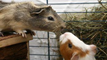 what do guinea pigs do all day