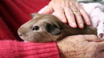 Brown guinea pig being held on a lap © iStockphoto