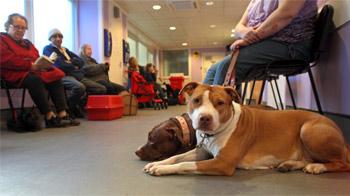 Reception at RSPCA Harmsworth Animal Hospital © Joe Murphy/RSPCA photolibrary