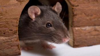 do rats need bedding
