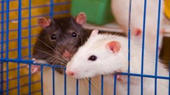 how much space does a rat need