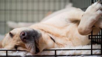 Dog relaxing in crate © iStockPhoto