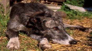 keeping a dog outside in a kennel