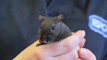 sex-with-gerbils