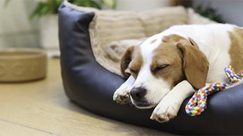 Dog alseep in dog bed © RSPCA