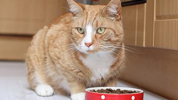 feline fiv treatment