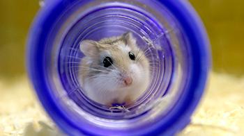 Hamster enjoying itself in tube