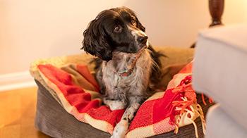 Spaniel lying in dog bed © RSPCA