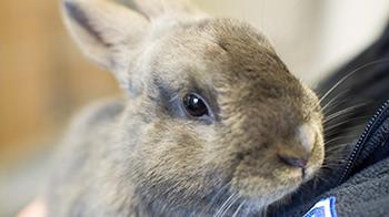 Rabbit being held © RSPCA