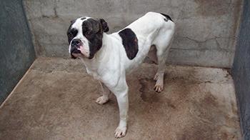 A pit bull terrier standing in an empty concrete pen © RSPCA