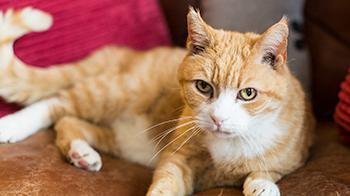 fiv positive cat care