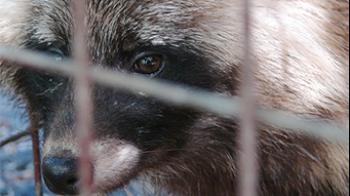 Racoon dog © RSPCA