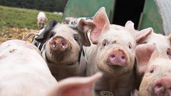 Pigs running towards camera outdoors by pigsty © RSPCA