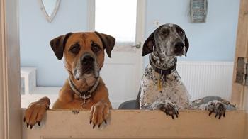 Details Rspca Org Uk