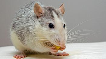 Rat eating © RSPCA