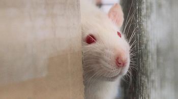 Rat in cage behind cardboard © RSPCA