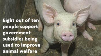 Eight out of ten people support government subsidies being used to improve animals welfare © RSPCA