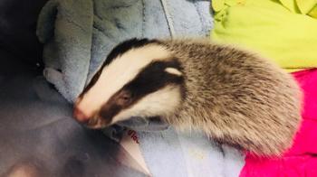 badger_baby_rehab