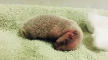 rehab_badger_baby_rspca