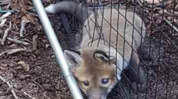 foxnet