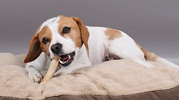 Dog chewing dental stick © RSPCA