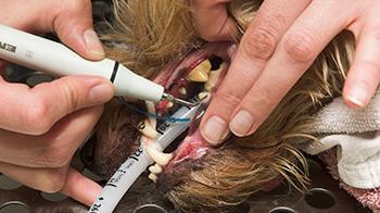 Vet dog teeth cleaning © RSPCA