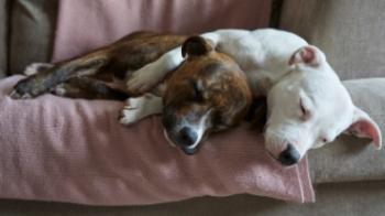 rspca staffy puppies