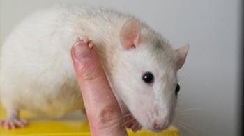 ren_rat_rspca_high_five