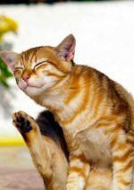 Ginger cat scratching © IStock Photos / Derausdo