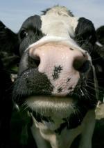 Close-up portrait of single adult Holstein cow outdoors © Andrew Forsyth/RSPCA Photolibrary