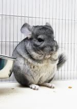 can chinchillas