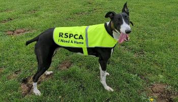 Details | rspca.org.uk