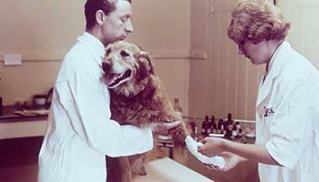 A vet and vet nurse bandaging a golden retriever's leg at the RSPCA Harmsworth circa 1968