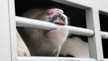 calf chewing bar on trailer