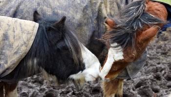 two horses nose to nose in a muddy field