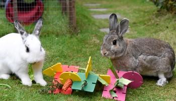 two rabbits with a rabbit toy outdoors
