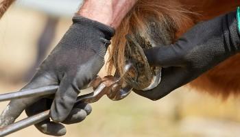 close-up of farrier's hands fixing hoof of pony