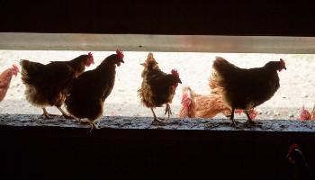 four hens standing on a farm wall