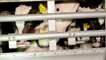 calves in truck for transport