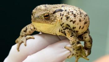 close-up of common toad held by gloved hand