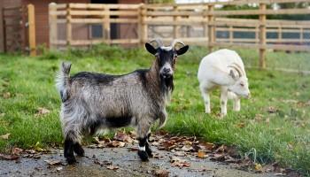 black brown and grey goat in an outdoor pen at an animal centre