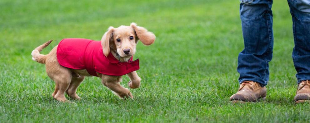 What You Need To Know When Buying a Puppy RSPCA RSPCA rspca