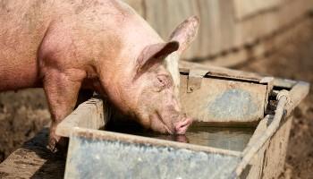 pig drinking water from trough on high welfare farm