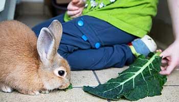 A young child sitting on the floor offering a rabbit a cabbage leaf to eat