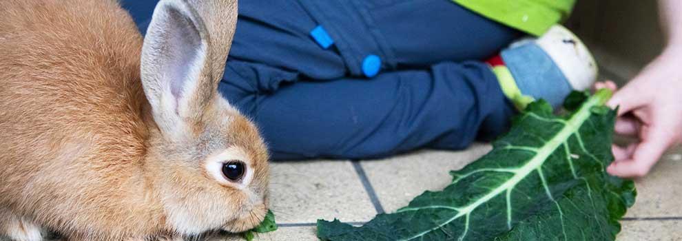 A young child sitting on the floor offering a rabbit a cabbage leaf to eat