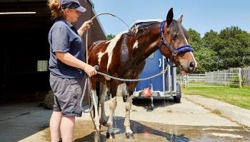 cooling off a horse with water from a hosepipe