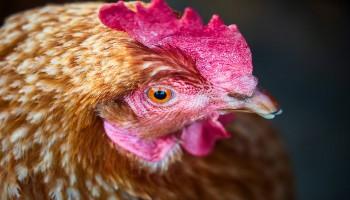 close-up a free-range hen