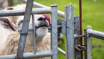close-up of sheep chewing gate