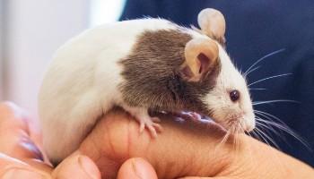 close-up of mouse being held by a human hand
