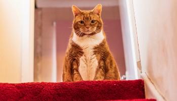 overweight female ginger cat sitting on a stair
